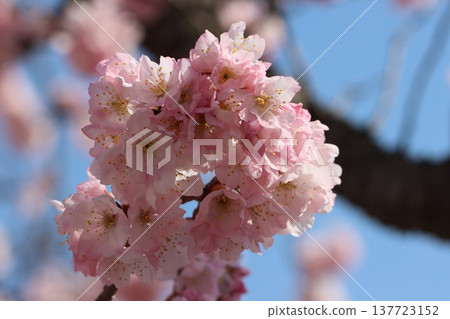 Springtime Cherry Blossoms in Minamiashigara City, Kanagawa Prefecture 137723152