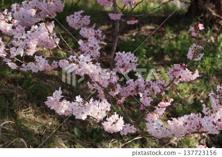 Springtime Cherry Blossoms in Minamiashigara City, Kanagawa Prefecture 137723156