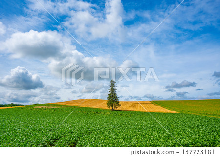 Summer Christmas tree Biei Hokkaido Asahikawa 137723181