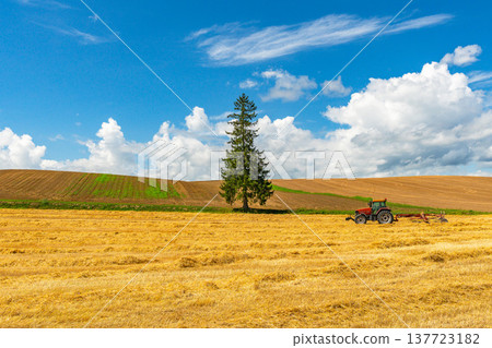 Summer Christmas tree Biei Hokkaido Asahikawa 137723182