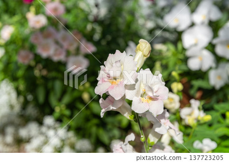 白色金魚草花 137723205