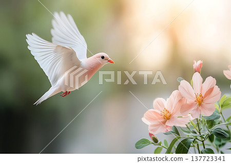 Elegant white bird flying near delicate pink flowers in soft natural light Elegant white bird flying near delicate pink flowers in soft natural light 137723341