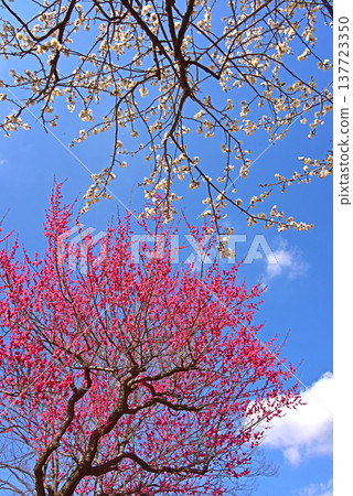 Spring flower plum Spring flower plum 137723350