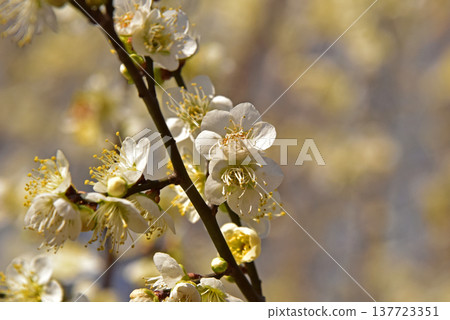 Spring flower plum Spring flower plum 137723351