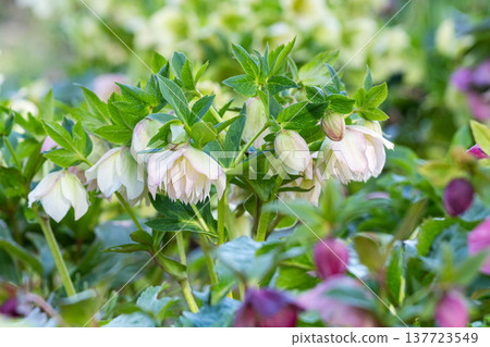 White Christmas rose flower White Christmas rose flower 137723549