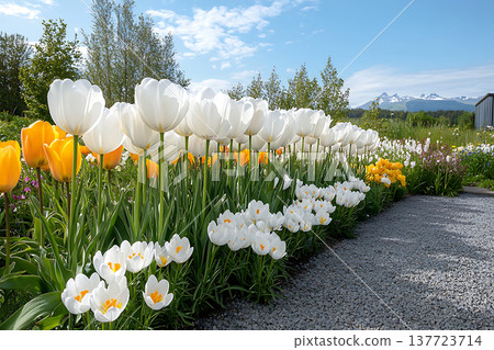 Vibrant Garden with White and Yellow Tulips Against a Blue Sky and Mountain Background Vibrant Garden with White and Yellow Tulips Against a Blue Sky and Mountain Background 137723714