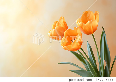 Vibrant Orange Tulips in a Soft Background for Delightful Spring Decor and Designs Vibrant Orange Tulips in a Soft Background for Delightful Spring Decor and Designs 137723753