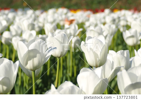 White tulip 137723801