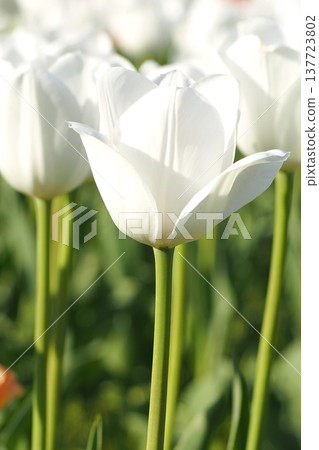 白色鬱金香 137723802