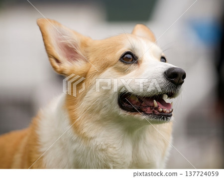 Corgi portrait 137724059