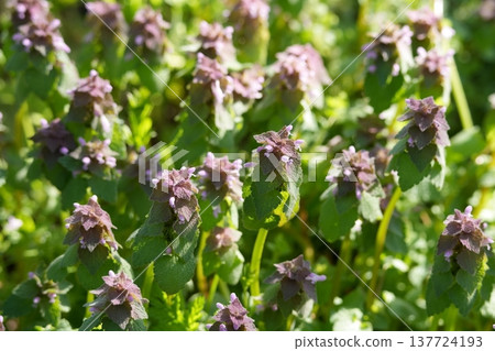 Hotokenoza flowers blooming in the spring field 137724193