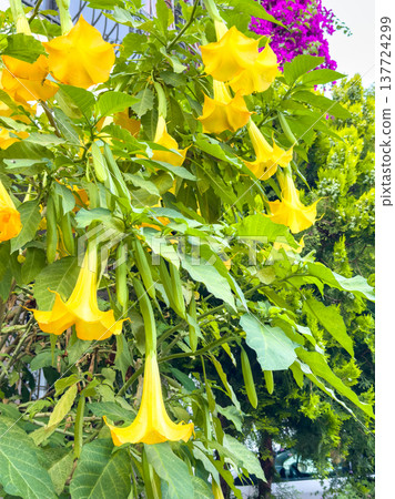 Bright yellow exotic Brugmansia flowers, known as angel trumpets, bloom against a backdrop of lush green foliage and an urban building 137724299