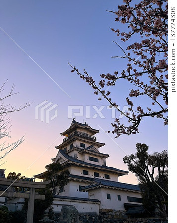 傍晚時分，透過梅花可以看到今治城天守閣（愛媛郡今治市） 137724308