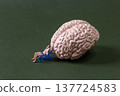 Miniature Man Relaxing Beside Human Brain Model Concept of Mental Health and Stress Relief 137724583