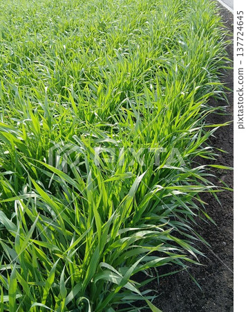 Wheat grows in the sunlight in the countryside in early spring. 137724645