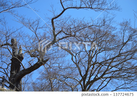 冬天的鳥取久松公園 冬天的鳥取久松公園 137724675