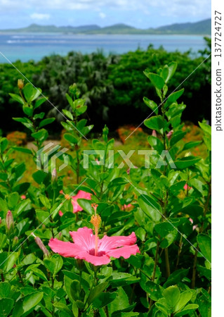Hibiscus flowers at Tamatori Cape Observatory 137724727