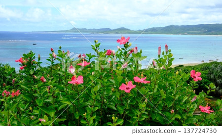玉取岬天文台的木槿花 玉取岬天文台的木槿花 137724730