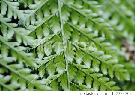新鮮的綠色蕨葉 137724765