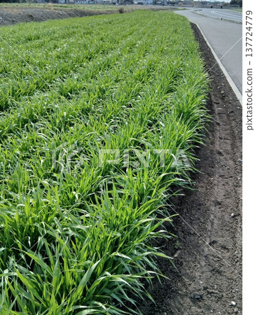 A field where wheat grows in the countryside in early spring. A field where wheat grows in the countryside in early spring. 137724779