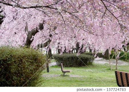 Minowa Tenryu Park 1, Minowa Town, Kamiina District, Nagano Prefecture, April 2023 137724783