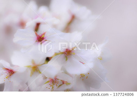 櫻花 00001 櫻花 00001 137724806