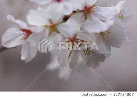 櫻花 00002 櫻花 00002 137724807