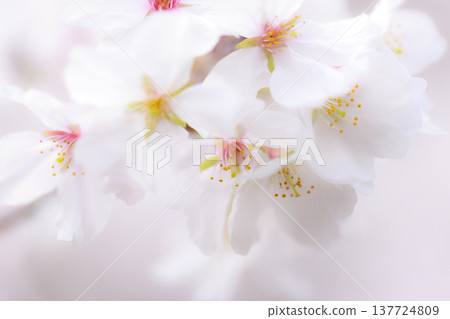Sakura 00004 137724809