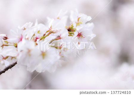 櫻花 00005 137724810