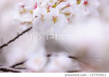 Sakura 00006 Sakura 00006 137724811