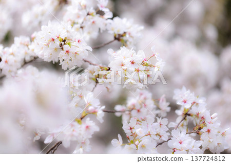 櫻花 00007 櫻花 00007 137724812