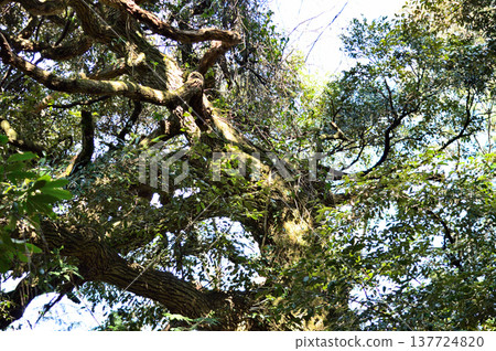 Giant trees along the hiking trail to Utsubukiyama in Kurayoshi City Giant trees along the hiking trail to Utsubukiyama in Kurayoshi City 137724820