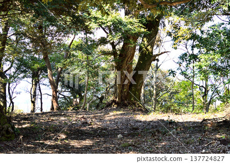 Giant trees along the hiking trail to Utsubukiyama in Kurayoshi City Giant trees along the hiking trail to Utsubukiyama in Kurayoshi City 137724827