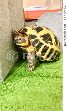 A Russian tortoise leaning against a wall A Russian tortoise leaning against a wall 137724870