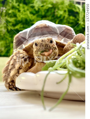 A sulcata tortoise smiling because its meal is delicious. A sulcata tortoise smiling because its meal is delicious. 137724950