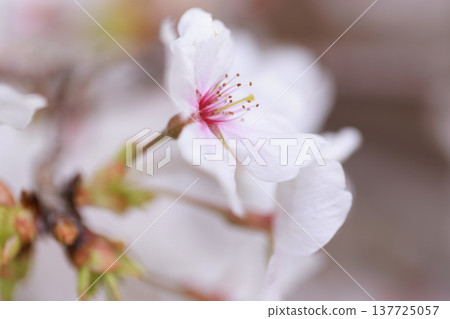 櫻花 00015 櫻花 00015 137725057