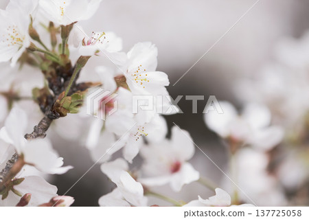 櫻花 00016 櫻花 00016 137725058