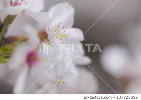 Sakura 00017 137725059