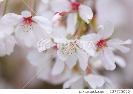 Sakura 00018 Sakura 00018 137725060