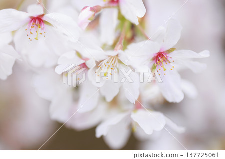 櫻花 00019 137725061