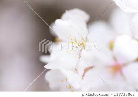 Sakura 00020 137725062