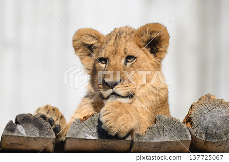Lion cub on the roof 137725067