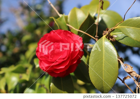 Red camellia 137725072