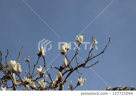 White magnolia flowers White magnolia flowers 137725094