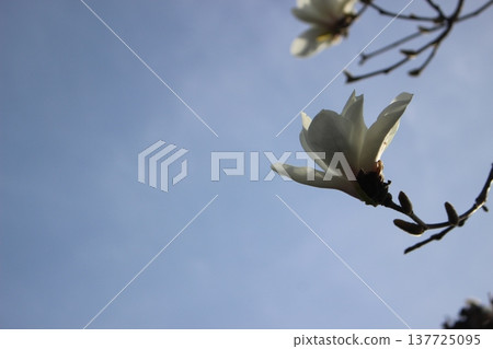 白玉蘭花 白玉蘭花 137725095