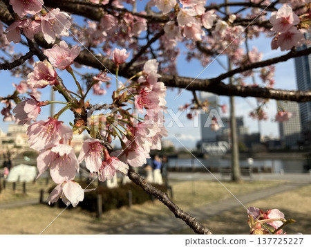 Daikanzakura heralds the arrival of spring Daikanzakura heralds the arrival of spring 137725227