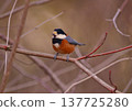 Early spring song of the Varied Tit 137725280