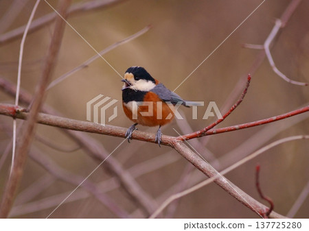 Early spring song of the Varied Tit Early spring song of the Varied Tit 137725280