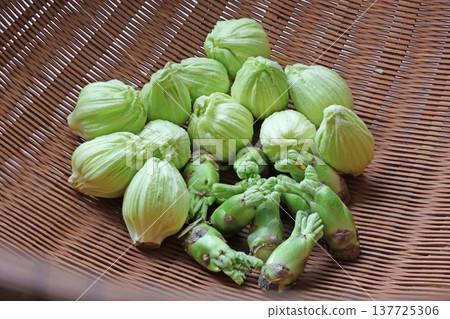 野生蔬菜(款冬嫩芽、當歸樹芽) 野生蔬菜(款冬嫩芽、當歸樹芽) 137725306