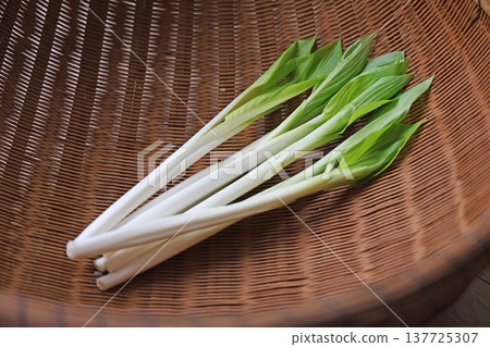 野生蔬菜（烏魯伊） 137725307
